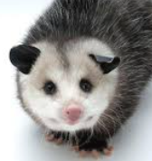 PlayerPossum